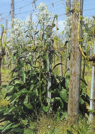 Meerrettich - armoracia rusticana
