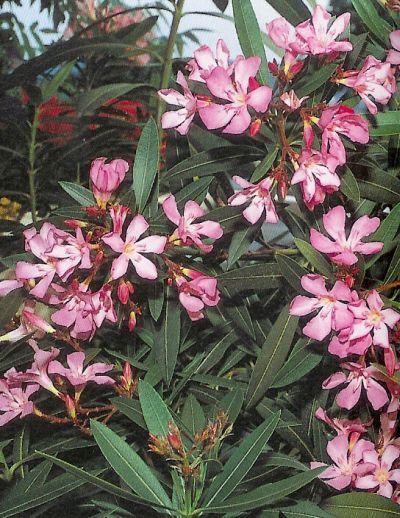 Oleander - nerium oleander