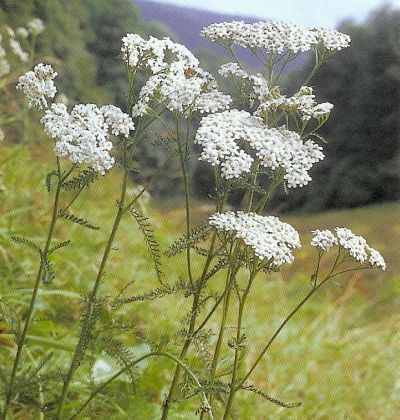Schafgarbe - achillea millefolium