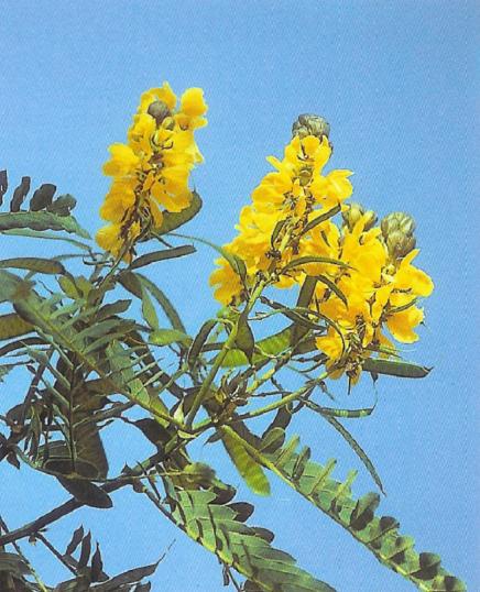 Senna - senna angustifolia